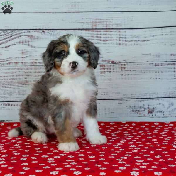 Bailey, Bernedoodle Puppy